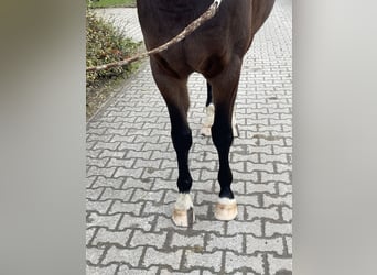 Westfaliano, Caballo castrado, 6 años, 163 cm, Castaño