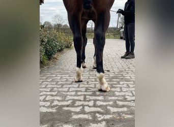 Westfaliano, Caballo castrado, 6 años, 163 cm, Castaño