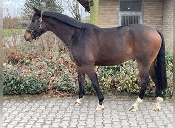 Westfaliano, Caballo castrado, 6 años, 163 cm, Castaño