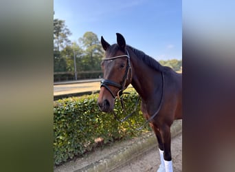 Westfaliano, Caballo castrado, 6 años, 164 cm, Castaño oscuro