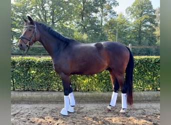Westfaliano, Caballo castrado, 6 años, 164 cm, Castaño oscuro