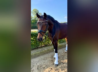 Westfaliano, Caballo castrado, 6 años, 164 cm, Castaño oscuro
