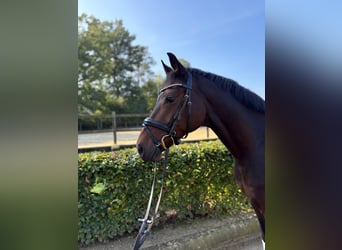 Westfaliano, Caballo castrado, 6 años, 164 cm, Castaño oscuro