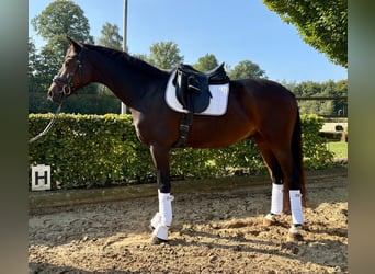 Westfaliano, Caballo castrado, 6 años, 164 cm, Castaño oscuro
