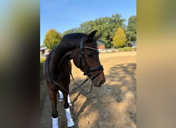 Westfaliano, Caballo castrado, 6 años, 164 cm, Castaño oscuro