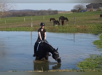 Westfaliano, Caballo castrado, 6 años, 164 cm, Negro