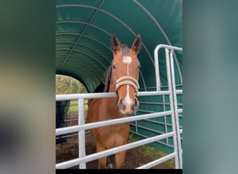Westfaliano, Caballo castrado, 6 años, 165 cm, Castaño