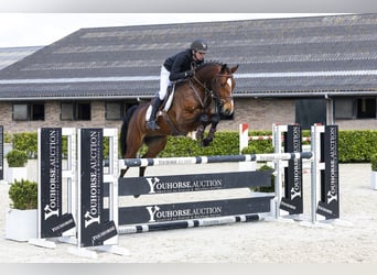 Westfaliano, Caballo castrado, 6 años, 166 cm