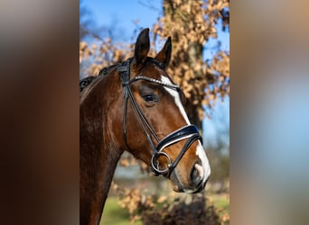 Westfaliano, Caballo castrado, 6 años, 166 cm, Castaño