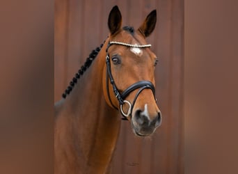 Westfaliano, Caballo castrado, 6 años, 166 cm, Castaño