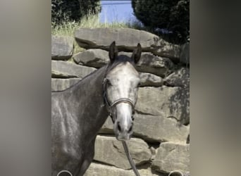 Westfaliano, Caballo castrado, 6 años, 167 cm