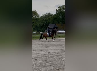 Westfaliano, Caballo castrado, 6 años, 167 cm, Castaño