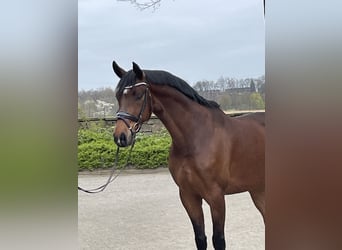 Westfaliano, Caballo castrado, 6 años, 167 cm, Castaño
