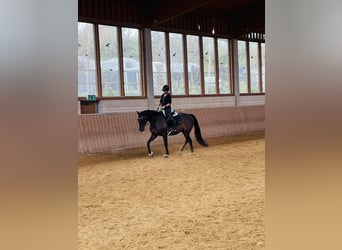 Westfaliano, Caballo castrado, 6 años, 167 cm, Castaño