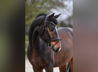 Westfaliano, Caballo castrado, 6 años, 167 cm, Castaño oscuro