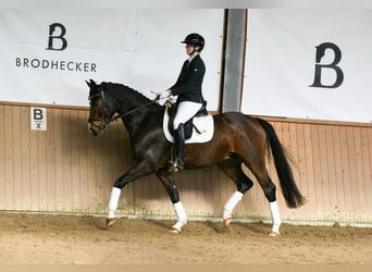 Westfaliano, Caballo castrado, 6 años, 167 cm, Castaño oscuro