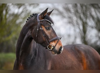 Westfaliano, Caballo castrado, 6 años, 167 cm, Castaño oscuro