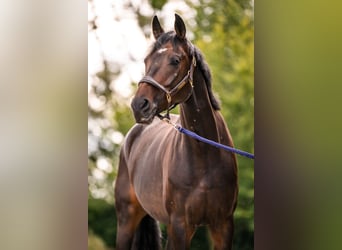 Westfaliano, Caballo castrado, 6 años, 167 cm, Castaño oscuro