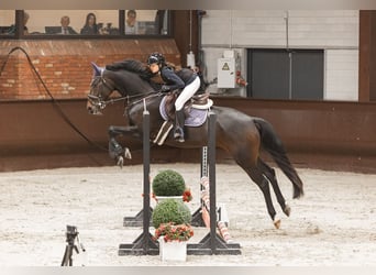 Westfaliano, Caballo castrado, 6 años, 167 cm, Castaño oscuro