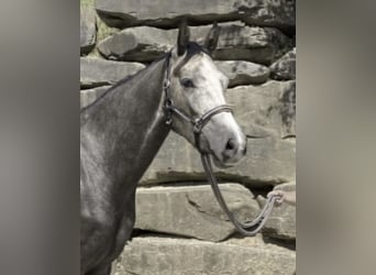 Westfaliano, Caballo castrado, 6 años, 167 cm, Tordo