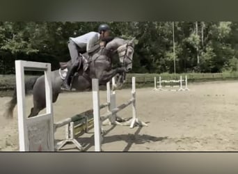 Westfaliano, Caballo castrado, 6 años, 167 cm, Tordo
