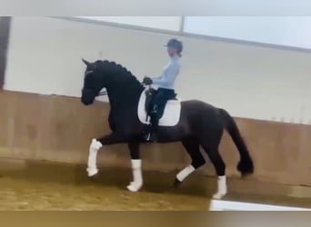 Westfaliano, Caballo castrado, 6 años, 168 cm, Alazán-tostado