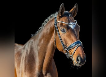 Westfaliano, Caballo castrado, 6 años, 168 cm, Castaño
