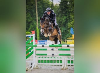 Westfaliano, Caballo castrado, 6 años, 168 cm, Castaño