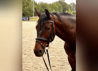 Westfaliano, Caballo castrado, 6 años, 168 cm, Castaño oscuro