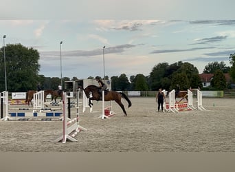 Westfaliano, Caballo castrado, 6 años, 168 cm, Castaño oscuro