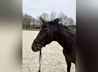 Westfaliano, Caballo castrado, 6 años, 168 cm, Castaño oscuro