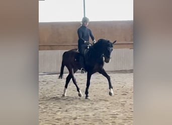 Westfaliano, Caballo castrado, 6 años, 168 cm, Castaño oscuro