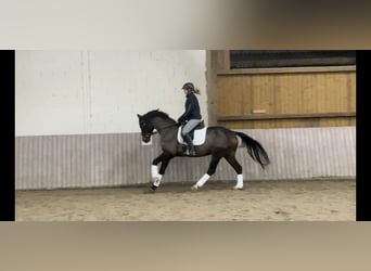 Westfaliano, Caballo castrado, 6 años, 168 cm, Castaño oscuro