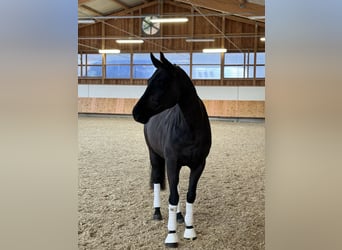 Westfaliano, Caballo castrado, 6 años, 168 cm, Negro