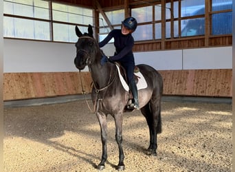 Westfaliano, Caballo castrado, 6 años, 168 cm, Negro