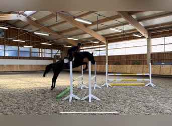 Westfaliano, Caballo castrado, 6 años, 168 cm, Negro