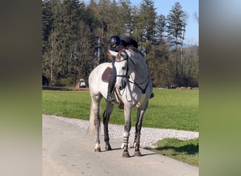 Westfaliano, Caballo castrado, 6 años, 168 cm, Tordo