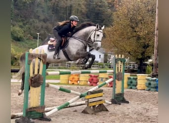 Westfaliano, Caballo castrado, 6 años, 168 cm, Tordo