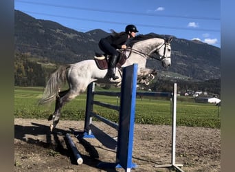 Westfaliano, Caballo castrado, 6 años, 168 cm, Tordo