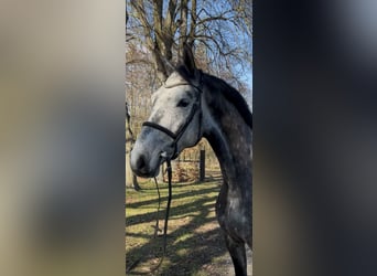Westfaliano, Caballo castrado, 6 años, 168 cm, Tordo