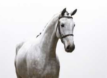 Westfaliano, Caballo castrado, 6 años, 168 cm, Tordo