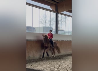 Westfaliano, Caballo castrado, 6 años, 169 cm, Alazán