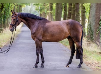 Westfaliano, Caballo castrado, 6 años, 169 cm, Castaño oscuro