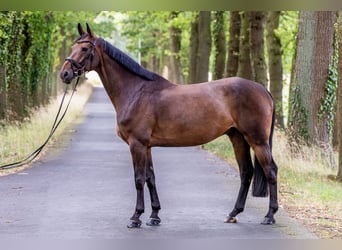 Westfaliano, Caballo castrado, 6 años, 169 cm, Castaño oscuro