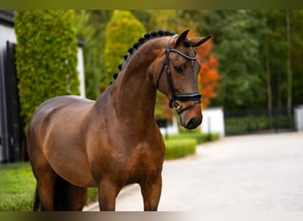Westfaliano, Caballo castrado, 6 años, 169 cm, Castaño rojizo