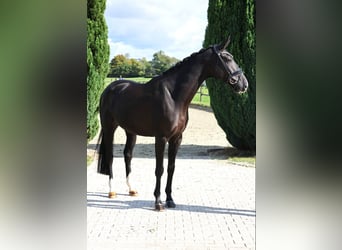 Westfaliano, Caballo castrado, 6 años, 169 cm, Negro