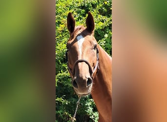 Westfaliano, Caballo castrado, 6 años, 170 cm, Alazán