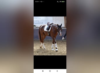 Westfaliano, Caballo castrado, 6 años, 170 cm, Alazán-tostado