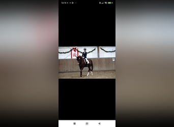 Westfaliano, Caballo castrado, 6 años, 170 cm, Alazán-tostado