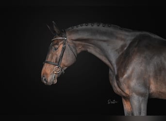 Westfaliano, Caballo castrado, 6 años, 170 cm